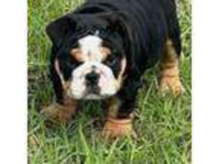 Bulldog Puppy for sale in Fort Myers, FL, USA