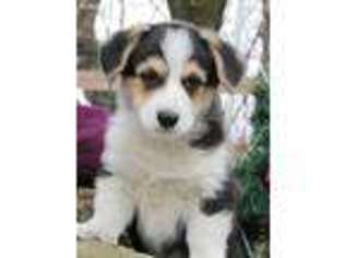 Pembroke Welsh Corgi Puppy for sale in Unionville, MO, USA