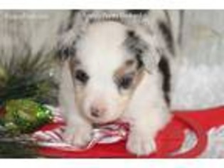 Miniature Australian Shepherd Puppy for sale in Bokchito, OK, USA