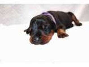 Doberman Pinscher Puppy for sale in Vancouver, WA, USA
