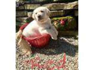 Labrador Retriever Puppy for sale in Killbuck, OH, USA
