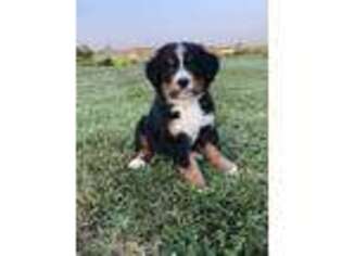 Bernese Mountain Dog Puppy for sale in Omaha, NE, USA