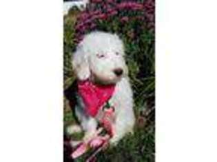 Goldendoodle Puppy for sale in Liberty, WV, USA