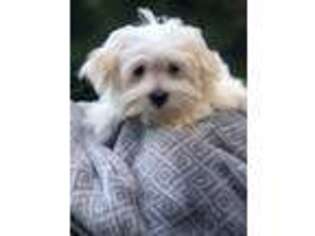 Maltese Puppy for sale in Springfield, MA, USA