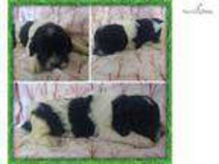 Newfoundland Puppy for sale in Twin Falls, ID, USA