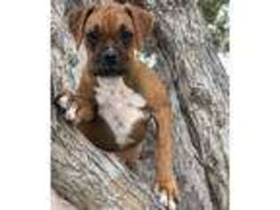 Boxer Puppy for sale in Phelan, CA, USA