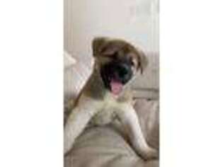 Akita Puppy for sale in Miami, FL, USA
