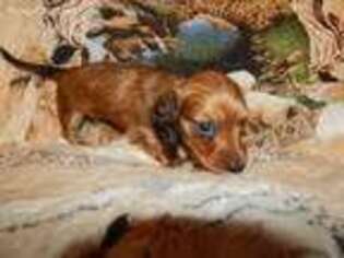 Dachshund Puppy for sale in Appomattox, VA, USA