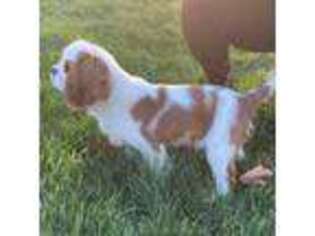 Cavalier King Charles Spaniel Puppy for sale in Rancho Cucamonga, CA, USA