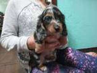 Dachshund Puppy for sale in Choctaw, OK, USA