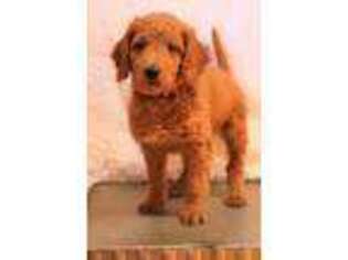 Goldendoodle Puppy for sale in Platteville, WI, USA