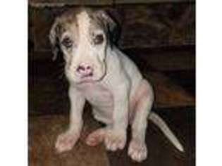 Great Dane Puppy for sale in Akron, IA, USA