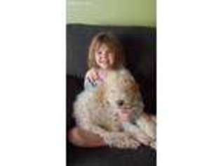 Goldendoodle Puppy for sale in Mooresville, IN, USA
