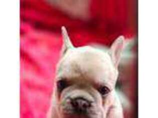 French Bulldog Puppy for sale in Lompoc, CA, USA