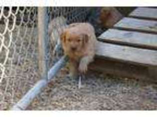 Golden Retriever Puppy for sale in La Center, WA, USA