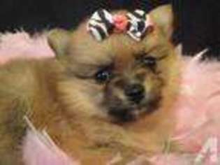 Pomeranian Puppy for sale in PALESTINE, TX, USA