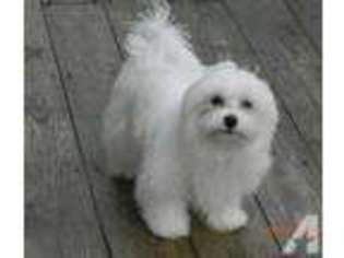 Maltese Puppy for sale in OHATCHEE, AL, USA