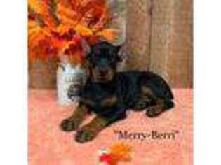 Doberman Pinscher Puppy for sale in Rome, PA, USA