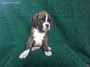 Boxer Puppy for sale in Marriottsville, MD, USA