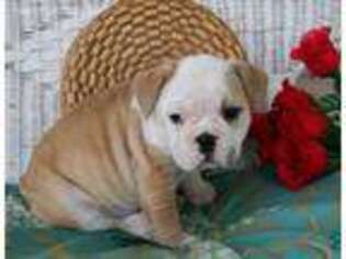 Bulldog Puppy for sale in Lyons, NY, USA