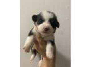 Pembroke Welsh Corgi Puppy for sale in Tahlequah, OK, USA