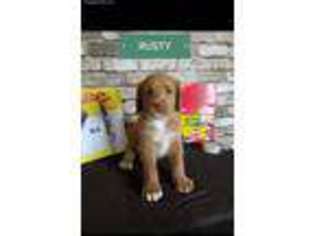 Labradoodle Puppy for sale in Argos, IN, USA