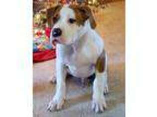 American Bulldog Puppy for sale in Coffeyville, KS, USA