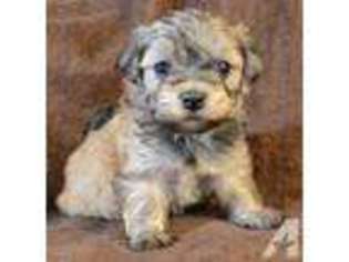Havanese Puppy for sale in MYRTLE BEACH, SC, USA