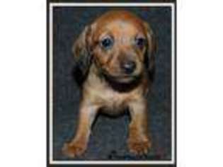 Dachshund Puppy for sale in Huntsville, TX, USA