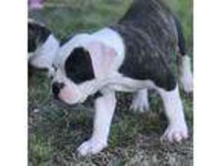 American Bulldog Puppy for sale in Spiro, OK, USA