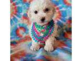 Bichon Frise Puppy for sale in Archer City, TX, USA