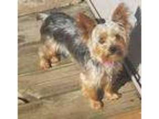 Yorkshire Terrier Puppy for sale in South Beloit, IL, USA