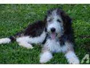 Border Collie Puppy for sale in KAILUA, HI, USA