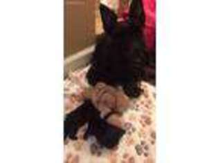 Scottish Terrier Puppy for sale in Fresno, CA, USA