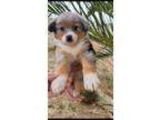 Australian Shepherd Puppy for sale in West Covina, CA, USA
