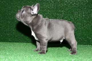 French Bulldog Puppy for sale in Billings, MT, USA