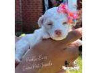 Mutt Puppy for sale in Ferriday, LA, USA