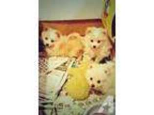 Pomeranian Puppy for sale in NEW MILFORD, CT, USA