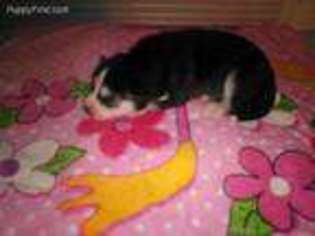 Siberian Husky Puppy for sale in Muldraugh, KY, USA