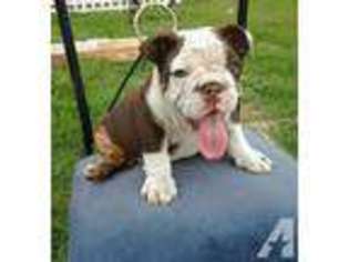 Bulldog Puppy for sale in ZEPHYRHILLS, FL, USA