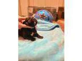 Cane Corso Puppy for sale in Frisco, TX, USA