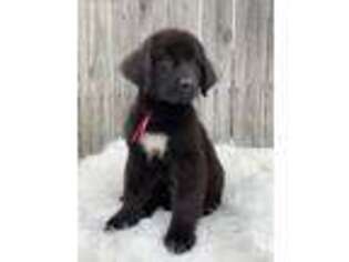 Newfoundland Puppy for sale in New Burnside, IL, USA