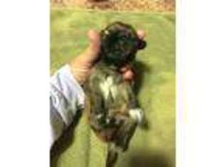 Mutt Puppy for sale in Cadet, MO, USA