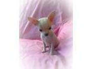 Chihuahua Puppy for sale in Mount Carmel, IL, USA