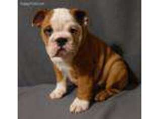 Bulldog Puppy for sale in Spring Lake, NC, USA