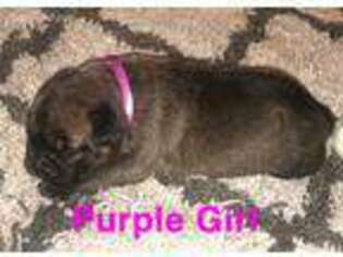 Cane Corso Puppy for sale in Woodruff, SC, USA