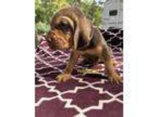 Bloodhound Puppy for sale in Iron Station, NC, USA