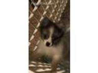 Pomeranian Puppy for sale in Gasport, NY, USA
