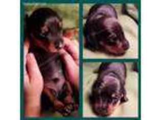 Dachshund Puppy for sale in Brooklyn, NY, USA