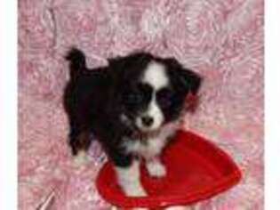 Mutt Puppy for sale in New Castle, DE, USA